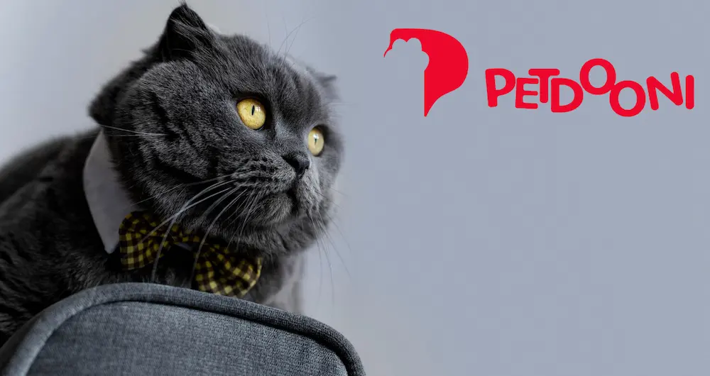 بهترین غذای خشک گربه پرشین در پت شاپ آنلاین پتدونی 1404 | مقایسه ۵ برند محبوب و تخصصی